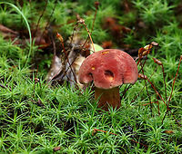 Two-colored Bolete - Baorangia bicolor Convex, velvety, red caps. Yellow pores that bruised blue. The stipes were yellowish near the apex and had red streaks on the bottom half. Caps bruised blue when handled.<br />
<br />
Habitat: Mossy area; mixed forest<br />
https://www.jungledragon.com/image/132157/two-colored_bolete_-_baorangia_bicolor.html<br />
https://www.jungledragon.com/image/132159/two-colored_bolete_-_baorangia_bicolor.html<br />
https://www.jungledragon.com/image/132158/two-colored_bolete_-_baorangia_bicolor.html Baorangia,Baorangia bicolor,Geotagged,Summer,Two-colored Bolete,United States,bolete,fungus,mushroom