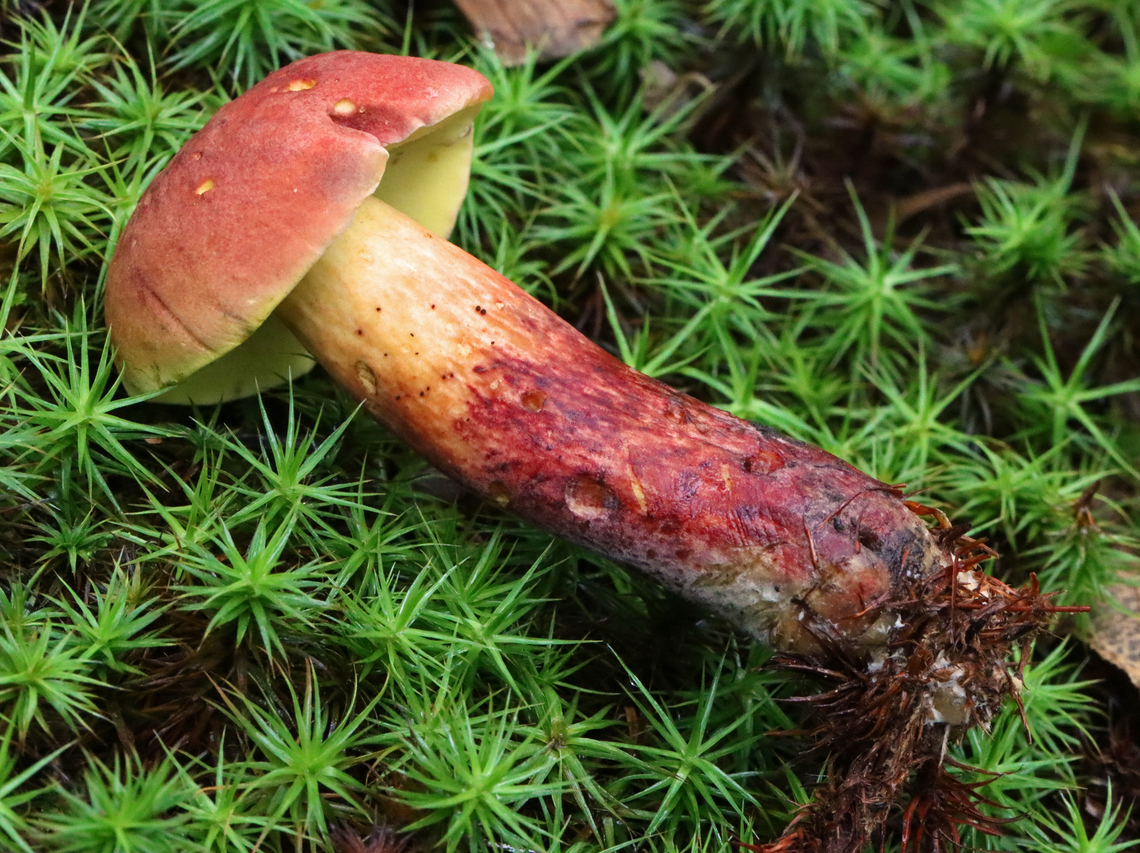 Two-colored Bolete - Baorangia bicolor Convex, velvety, red caps. Yellow pores that bruised blue. The stipes were yellowish near the apex and had red streaks on the bottom half. Caps bruised blue when handled.<br />
<br />
Habitat: Mossy area; mixed forest<br />
<figure class="photo"><a href="https://www.jungledragon.com/image/132157/two-colored_bolete_-_baorangia_bicolor.html" title="Two-colored Bolete - Baorangia bicolor"><img src="https://s3.amazonaws.com/media.jungledragon.com/images/3232/132157_thumb.jpg?AWSAccessKeyId=05GMT0V3GWVNE7GGM1R2&Expires=1759968010&Signature=kBWUpm50nkhn8rZl1HXtNgRCXV8%3D" width="200" height="134" alt="Two-colored Bolete - Baorangia bicolor Convex, velvety, red caps. Yellow pores that bruised blue. The stipes were yellowish near the apex and had red streaks on the bottom half. Caps bruised blue when handled.<br />
<br />
Habitat: Mossy area; mixed forest<br />
https://www.jungledragon.com/image/132157/two-colored_bolete_-_baorangia_bicolor.html<br />
https://www.jungledragon.com/image/132159/two-colored_bolete_-_baorangia_bicolor.html<br />
https://www.jungledragon.com/image/132158/two-colored_bolete_-_baorangia_bicolor.html Baorangia bicolor,Geotagged,Summer,Two-colored Bolete,United States" /></a></figure><br />
<figure class="photo"><a href="https://www.jungledragon.com/image/132159/two-colored_bolete_-_baorangia_bicolor.html" title="Two-colored Bolete - Baorangia bicolor"><img src="https://s3.amazonaws.com/media.jungledragon.com/images/3232/132159_thumb.jpg?AWSAccessKeyId=05GMT0V3GWVNE7GGM1R2&Expires=1759968010&Signature=X1naRGO%2FAvPwGDPak2pBogywt98%3D" width="200" height="150" alt="Two-colored Bolete - Baorangia bicolor Convex, velvety, red caps. Yellow pores that bruised blue. The stipes were yellowish near the apex and had red streaks on the bottom half. Caps bruised blue when handled.<br />
<br />
Habitat: Mossy area; mixed forest<br />
https://www.jungledragon.com/image/132157/two-colored_bolete_-_baorangia_bicolor.html<br />
https://www.jungledragon.com/image/132159/two-colored_bolete_-_baorangia_bicolor.html<br />
https://www.jungledragon.com/image/132158/two-colored_bolete_-_baorangia_bicolor.html Baorangia bicolor,Geotagged,Summer,Two-colored Bolete,United States" /></a></figure><br />
<figure class="photo"><a href="https://www.jungledragon.com/image/132158/two-colored_bolete_-_baorangia_bicolor.html" title="Two-colored Bolete - Baorangia bicolor"><img src="https://s3.amazonaws.com/media.jungledragon.com/images/3232/132158_thumb.jpg?AWSAccessKeyId=05GMT0V3GWVNE7GGM1R2&Expires=1759968010&Signature=IeiZ7znd4c94J79QOqxJiSjS%2BjM%3D" width="200" height="172" alt="Two-colored Bolete - Baorangia bicolor Convex, velvety, red caps. Yellow pores that bruised blue. The stipes were yellowish near the apex and had red streaks on the bottom half. Caps bruised blue when handled.<br />
<br />
Habitat: Mossy area; mixed forest<br />
https://www.jungledragon.com/image/132157/two-colored_bolete_-_baorangia_bicolor.html<br />
https://www.jungledragon.com/image/132159/two-colored_bolete_-_baorangia_bicolor.html<br />
https://www.jungledragon.com/image/132158/two-colored_bolete_-_baorangia_bicolor.html Baorangia,Baorangia bicolor,Geotagged,Summer,Two-colored Bolete,United States,bolete,fungus,mushroom" /></a></figure> Baorangia bicolor,Geotagged,Summer,Two-colored Bolete,United States
