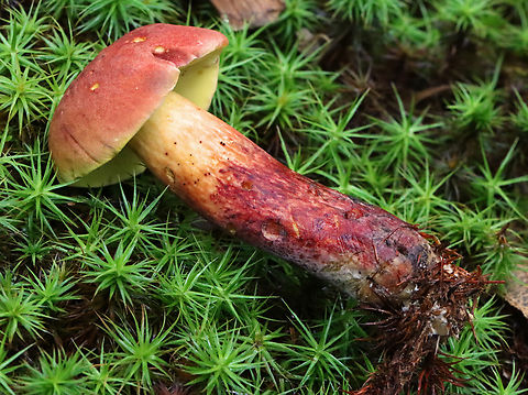 Two-colored Bolete - Baorangia bicolor Convex, velvety, red caps. Yellow pores that bruised blue. The stipes were yellowish near the apex and had red streaks on the bottom half. Caps bruised blue when handled.

Habitat: Mossy area; mixed forest
https://www.jungledragon.com/image/132157/two-colored_bolete_-_baorangia_bicolor.html
https://www.jungledragon.com/image/132159/two-colored_bolete_-_baorangia_bicolor.html
https://www.jungledragon.com/image/132158/two-colored_bolete_-_baorangia_bicolor.html Baorangia bicolor,Geotagged,Summer,Two-colored Bolete,United States