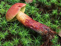 Two-colored Bolete - Baorangia bicolor Convex, velvety, red caps. Yellow pores that bruised blue. The stipes were yellowish near the apex and had red streaks on the bottom half. Caps bruised blue when handled.<br />
<br />
Habitat: Mossy area; mixed forest<br />
https://www.jungledragon.com/image/132157/two-colored_bolete_-_baorangia_bicolor.html<br />
https://www.jungledragon.com/image/132159/two-colored_bolete_-_baorangia_bicolor.html<br />
https://www.jungledragon.com/image/132158/two-colored_bolete_-_baorangia_bicolor.html Baorangia bicolor,Geotagged,Summer,Two-colored Bolete,United States