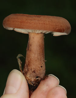 Mushroom - Lactarius sp. Habitat: Mixed forest
https://www.jungledragon.com/image/132287/mushroom_-_lactarius_sp.html
https://www.jungledragon.com/image/132289/mushroom_-_lactarius_sp.html
https://www.jungledragon.com/image/132288/mushroom_-_lactarius_sp.html Geotagged,Summer,United States
