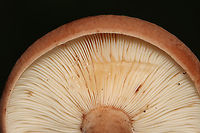 Mushroom - Lactarius sp. Habitat: Mixed forest<br />
https://www.jungledragon.com/image/132287/mushroom_-_lactarius_sp.html<br />
https://www.jungledragon.com/image/132289/mushroom_-_lactarius_sp.html<br />
https://www.jungledragon.com/image/132288/mushroom_-_lactarius_sp.html Geotagged,Summer,United States