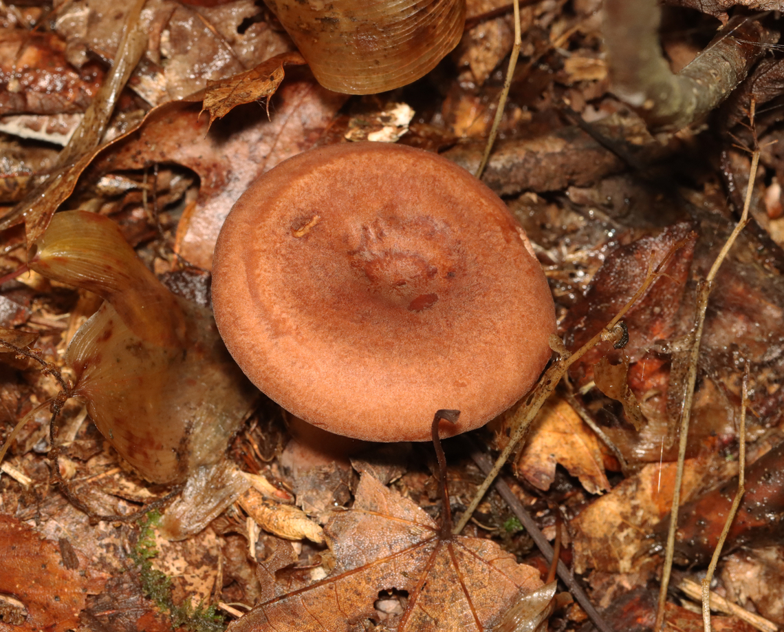 Mushroom - Lactarius sp. Habitat: Mixed forest<br />
<figure class="photo"><a href="https://www.jungledragon.com/image/132287/mushroom_-_lactarius_sp.html" title="Mushroom - Lactarius sp."><img src="https://s3.amazonaws.com/media.jungledragon.com/images/3232/132287_thumb.jpg?AWSAccessKeyId=05GMT0V3GWVNE7GGM1R2&Expires=1759968010&Signature=s2PgyhRbmsvooC77%2F6kXJev4Dgs%3D" width="120" height="152" alt="Mushroom - Lactarius sp. Habitat: Mixed forest<br />
https://www.jungledragon.com/image/132287/mushroom_-_lactarius_sp.html<br />
https://www.jungledragon.com/image/132289/mushroom_-_lactarius_sp.html<br />
https://www.jungledragon.com/image/132288/mushroom_-_lactarius_sp.html Geotagged,Summer,United States" /></a></figure><br />
<figure class="photo"><a href="https://www.jungledragon.com/image/132289/mushroom_-_lactarius_sp.html" title="Mushroom - Lactarius sp."><img src="https://s3.amazonaws.com/media.jungledragon.com/images/3232/132289_thumb.jpg?AWSAccessKeyId=05GMT0V3GWVNE7GGM1R2&Expires=1759968010&Signature=%2FoumTc7vaZH9ZZvuNt1vyyGZBIo%3D" width="200" height="162" alt="Mushroom - Lactarius sp. Habitat: Mixed forest<br />
https://www.jungledragon.com/image/132287/mushroom_-_lactarius_sp.html<br />
https://www.jungledragon.com/image/132289/mushroom_-_lactarius_sp.html<br />
https://www.jungledragon.com/image/132288/mushroom_-_lactarius_sp.html Geotagged,Summer,United States,fungus,lactarius,mushroom" /></a></figure><br />
<figure class="photo"><a href="https://www.jungledragon.com/image/132288/mushroom_-_lactarius_sp.html" title="Mushroom - Lactarius sp."><img src="https://s3.amazonaws.com/media.jungledragon.com/images/3232/132288_thumb.jpg?AWSAccessKeyId=05GMT0V3GWVNE7GGM1R2&Expires=1759968010&Signature=pWQW9ua5E4ucRE7UwnL30FRKPpA%3D" width="200" height="134" alt="Mushroom - Lactarius sp. Habitat: Mixed forest<br />
https://www.jungledragon.com/image/132287/mushroom_-_lactarius_sp.html<br />
https://www.jungledragon.com/image/132289/mushroom_-_lactarius_sp.html<br />
https://www.jungledragon.com/image/132288/mushroom_-_lactarius_sp.html Geotagged,Summer,United States" /></a></figure> Geotagged,Summer,United States,fungus,lactarius,mushroom