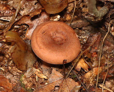 Mushroom - Lactarius sp. Habitat: Mixed forest
https://www.jungledragon.com/image/132287/mushroom_-_lactarius_sp.html
https://www.jungledragon.com/image/132289/mushroom_-_lactarius_sp.html
https://www.jungledragon.com/image/132288/mushroom_-_lactarius_sp.html Geotagged,Summer,United States,fungus,lactarius,mushroom