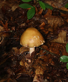 Eastern American Blusher - Amanita amerirubescens group Habitat: Mixed forest
https://www.jungledragon.com/image/132290/eastern_american_blusher_-_amanita_amerirubescens_group.html
https://www.jungledragon.com/image/132293/eastern_american_blusher_-_amanita_amerirubescens_group.html
https://www.jungledragon.com/image/132292/eastern_american_blusher_-_amanita_amerirubescens_group.html
https://www.jungledragon.com/image/132291/eastern_american_blusher_-_amanita_amerirubescens_group.html Amanita amerirubescens,Eastern American Blusher,Geotagged,Summer,United States,amanita,fungus,mushroom