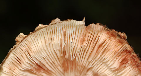 Eastern American Blusher - Amanita amerirubescens group Habitat: Mixed forest
https://www.jungledragon.com/image/132290/eastern_american_blusher_-_amanita_amerirubescens_group.html
https://www.jungledragon.com/image/132293/eastern_american_blusher_-_amanita_amerirubescens_group.html
https://www.jungledragon.com/image/132292/eastern_american_blusher_-_amanita_amerirubescens_group.html
https://www.jungledragon.com/image/132291/eastern_american_blusher_-_amanita_amerirubescens_group.html Amanita amerirubescens,Eastern American Blusher,Geotagged,Summer,United States
