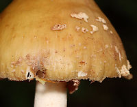 Eastern American Blusher - Amanita amerirubescens group Habitat: Mixed forest<br />
https://www.jungledragon.com/image/132290/eastern_american_blusher_-_amanita_amerirubescens_group.html<br />
https://www.jungledragon.com/image/132293/eastern_american_blusher_-_amanita_amerirubescens_group.html<br />
https://www.jungledragon.com/image/132292/eastern_american_blusher_-_amanita_amerirubescens_group.html<br />
https://www.jungledragon.com/image/132291/eastern_american_blusher_-_amanita_amerirubescens_group.html Amanita amerirubescens,Eastern American Blusher,Geotagged,Summer,United States