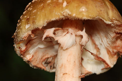 Eastern American Blusher - Amanita amerirubescens group Habitat: Mixed forest
https://www.jungledragon.com/image/132290/eastern_american_blusher_-_amanita_amerirubescens_group.html
https://www.jungledragon.com/image/132293/eastern_american_blusher_-_amanita_amerirubescens_group.html
https://www.jungledragon.com/image/132292/eastern_american_blusher_-_amanita_amerirubescens_group.html
https://www.jungledragon.com/image/132291/eastern_american_blusher_-_amanita_amerirubescens_group.html Amanita amerirubescens,Eastern American Blusher,Geotagged,Summer,United States