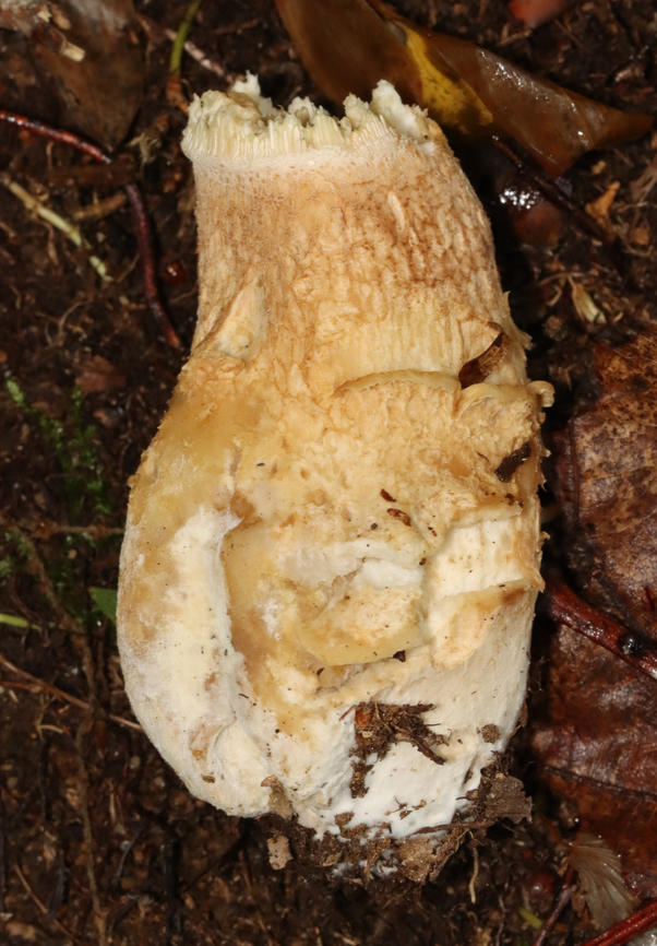 Mushroom - Boletoideae, possibly Boletus or Tylopilus sp. Habitat: Growing on the ground; mostly deciduous forest<br />
<figure class="photo"><a href="https://www.jungledragon.com/image/132294/mushroom_-_boletoideae_possibly_boletus_or_tylopilus_sp.html" title="Mushroom - Boletoideae, possibly Boletus or Tylopilus sp."><img src="https://s3.amazonaws.com/media.jungledragon.com/images/3232/132294_thumb.jpg?AWSAccessKeyId=05GMT0V3GWVNE7GGM1R2&Expires=1759968010&Signature=ihUadnz6pSLsC0oIe2DbvR4TX9Q%3D" width="106" height="152" alt="Mushroom - Boletoideae, possibly Boletus or Tylopilus sp. Habitat: Growing on the ground; mostly deciduous forest<br />
https://www.jungledragon.com/image/132294/mushroom_-_boletoideae_possibly_boletus_or_tylopilus_sp.html<br />
https://www.jungledragon.com/image/132296/mushroom_-_boletoideae_possibly_boletus_or_tylopilus_sp.html<br />
https://www.jungledragon.com/image/132295/mushroom_-_boletoideae_possibly_boletus_or_tylopilus_sp.html Geotagged,Summer,United States" /></a></figure><br />
<figure class="photo"><a href="https://www.jungledragon.com/image/132296/mushroom_-_boletoideae_possibly_boletus_or_tylopilus_sp.html" title="Mushroom - Boletoideae, possibly Boletus or Tylopilus sp."><img src="https://s3.amazonaws.com/media.jungledragon.com/images/3232/132296_thumb.jpg?AWSAccessKeyId=05GMT0V3GWVNE7GGM1R2&Expires=1759968010&Signature=mQaNm1bZUMtlBFTirGsU3FcNY1w%3D" width="200" height="152" alt="Mushroom - Boletoideae, possibly Boletus or Tylopilus sp. Habitat: Growing on the ground; mostly deciduous forest<br />
https://www.jungledragon.com/image/132294/mushroom_-_boletoideae_possibly_boletus_or_tylopilus_sp.html<br />
https://www.jungledragon.com/image/132296/mushroom_-_boletoideae_possibly_boletus_or_tylopilus_sp.html<br />
https://www.jungledragon.com/image/132295/mushroom_-_boletoideae_possibly_boletus_or_tylopilus_sp.html Geotagged,Summer,United States" /></a></figure><br />
<figure class="photo"><a href="https://www.jungledragon.com/image/132295/mushroom_-_boletoideae_possibly_boletus_or_tylopilus_sp.html" title="Mushroom - Boletoideae, possibly Boletus or Tylopilus sp."><img src="https://s3.amazonaws.com/media.jungledragon.com/images/3232/132295_thumb.jpg?AWSAccessKeyId=05GMT0V3GWVNE7GGM1R2&Expires=1759968010&Signature=nA3IBbWEj4UAfyb2qHvuI1MdjGI%3D" width="200" height="172" alt="Mushroom - Boletoideae, possibly Boletus or Tylopilus sp. Habitat: Growing on the ground; mostly deciduous forest<br />
https://www.jungledragon.com/image/132294/mushroom_-_boletoideae_possibly_boletus_or_tylopilus_sp.html<br />
https://www.jungledragon.com/image/132296/mushroom_-_boletoideae_possibly_boletus_or_tylopilus_sp.html<br />
https://www.jungledragon.com/image/132295/mushroom_-_boletoideae_possibly_boletus_or_tylopilus_sp.html Geotagged,Summer,Tylopilus,United States,bolete,boletoidae,boletus,fungus,mushroom" /></a></figure> Geotagged,Summer,United States