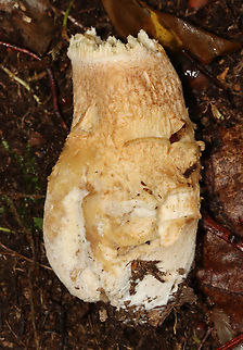 Mushroom - Boletoideae, possibly Boletus or Tylopilus sp. Habitat: Growing on the ground; mostly deciduous forest
https://www.jungledragon.com/image/132294/mushroom_-_boletoideae_possibly_boletus_or_tylopilus_sp.html
https://www.jungledragon.com/image/132296/mushroom_-_boletoideae_possibly_boletus_or_tylopilus_sp.html
https://www.jungledragon.com/image/132295/mushroom_-_boletoideae_possibly_boletus_or_tylopilus_sp.html Geotagged,Summer,United States