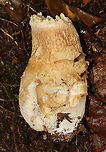 Mushroom - Boletoideae, possibly Boletus or Tylopilus sp. Habitat: Growing on the ground; mostly deciduous forest<br />
https://www.jungledragon.com/image/132294/mushroom_-_boletoideae_possibly_boletus_or_tylopilus_sp.html<br />
https://www.jungledragon.com/image/132296/mushroom_-_boletoideae_possibly_boletus_or_tylopilus_sp.html<br />
https://www.jungledragon.com/image/132295/mushroom_-_boletoideae_possibly_boletus_or_tylopilus_sp.html Geotagged,Summer,United States
