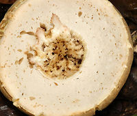 Mushroom - Boletoideae, possibly Boletus or Tylopilus sp. Habitat: Growing on the ground; mostly deciduous forest<br />
https://www.jungledragon.com/image/132294/mushroom_-_boletoideae_possibly_boletus_or_tylopilus_sp.html<br />
https://www.jungledragon.com/image/132296/mushroom_-_boletoideae_possibly_boletus_or_tylopilus_sp.html<br />
https://www.jungledragon.com/image/132295/mushroom_-_boletoideae_possibly_boletus_or_tylopilus_sp.html Geotagged,Summer,Tylopilus,United States,bolete,boletoidae,boletus,fungus,mushroom