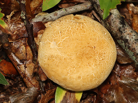 Mushroom - Boletoideae, possibly Boletus or Tylopilus sp. Habitat: Growing on the ground; mostly deciduous forest
https://www.jungledragon.com/image/132294/mushroom_-_boletoideae_possibly_boletus_or_tylopilus_sp.html
https://www.jungledragon.com/image/132296/mushroom_-_boletoideae_possibly_boletus_or_tylopilus_sp.html
https://www.jungledragon.com/image/132295/mushroom_-_boletoideae_possibly_boletus_or_tylopilus_sp.html Geotagged,Summer,United States
