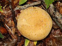 Mushroom - Boletoideae, possibly Boletus or Tylopilus sp. Habitat: Growing on the ground; mostly deciduous forest<br />
https://www.jungledragon.com/image/132294/mushroom_-_boletoideae_possibly_boletus_or_tylopilus_sp.html<br />
https://www.jungledragon.com/image/132296/mushroom_-_boletoideae_possibly_boletus_or_tylopilus_sp.html<br />
https://www.jungledragon.com/image/132295/mushroom_-_boletoideae_possibly_boletus_or_tylopilus_sp.html Geotagged,Summer,United States