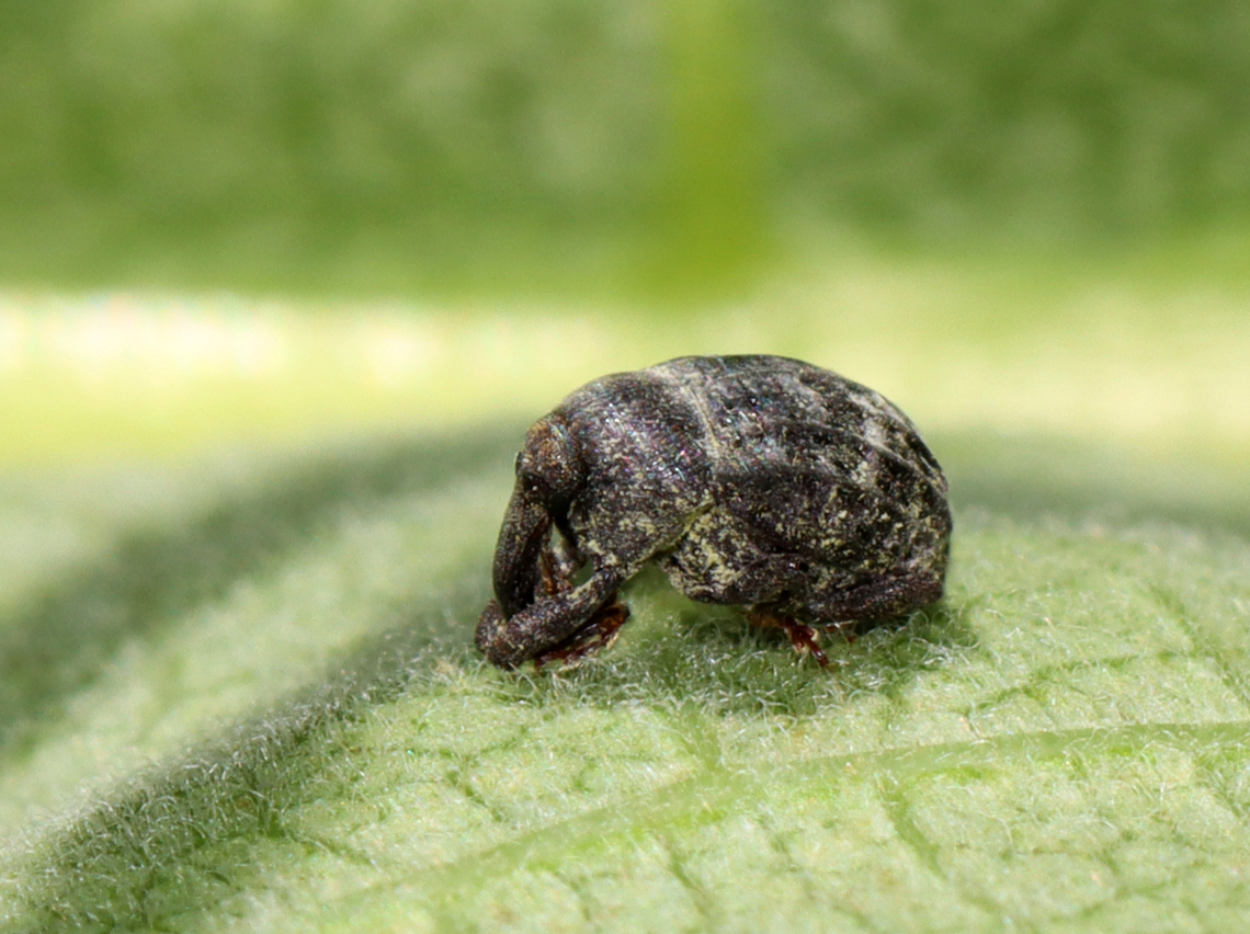 Milkweed Stem Weevil - Rhyssomatus lineaticollis Total length: ~5 mm long. Robust, oval, black weevil with reddish antennae and tarsi. Ridged and grooved elytra. Adults feed on milkweed.<br />
<br />
Habitat: milkweed in a rural yard Geotagged,Milkweed Stem Weevil,Rhyssomatus,Rhyssomatus lineaticollis,Summer,United States,beetle,weevil