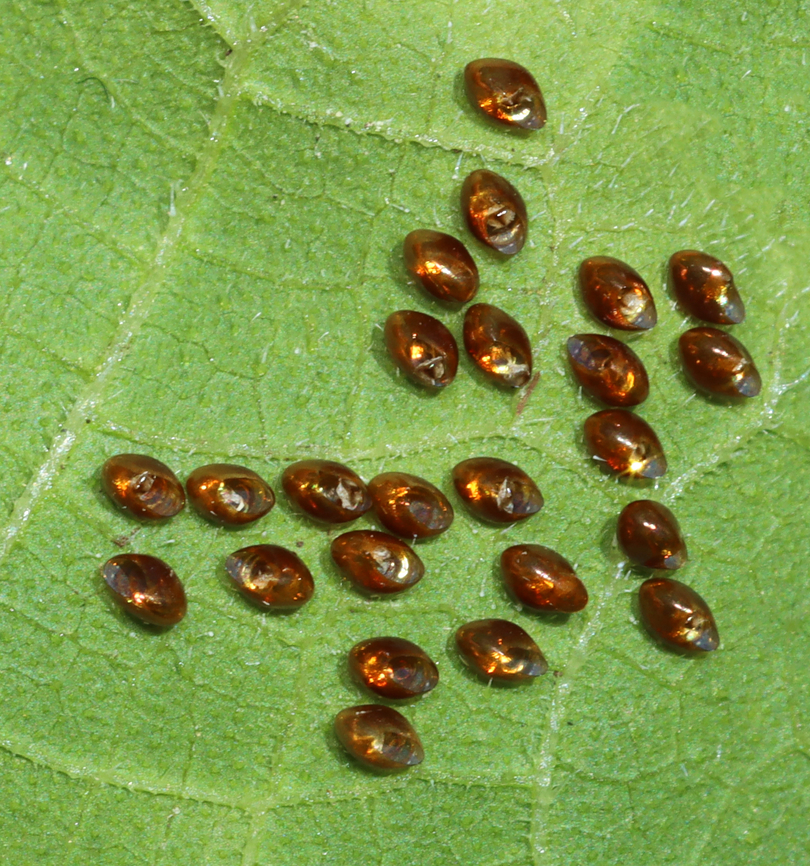 Squash Bug Eggs - Anasa tristis Tiny, eggs that were laid in a cluster on the underside of a leaf in a rural garden.<br />
<br />
Habitat: Garden Anasa tristis,Geotagged,Summer,United States,anasa,eggs