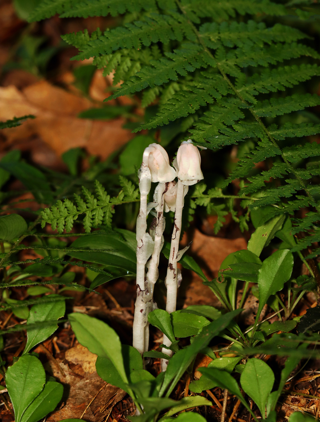 Ghost Pipe - Monotropa uniflora While Indian Pipe is a flowering plant, it is unusual because it isn't green. Unlike most plants, Indian Pipe is white and doesn't contain chlorophyll. Instead of generating energy from sunlight, it is parasitic - more specifically it's a myco-heterotroph. Myco-heterotrophs get their food by parasitizing fungi. They do this by linking their roots with the mycelia of a fungus from which the plant will then get its nutrients.<br />
<br />
Habitat: Deciduous forest Geotagged,Ghost Pipes,Monotropa uniflora,Summer,United States,monotropa