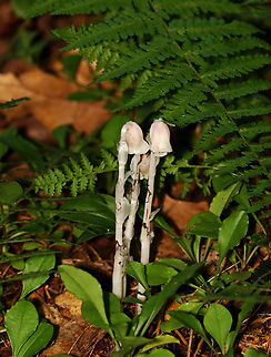 Ghost Pipe - Monotropa uniflora While Indian Pipe is a flowering plant, it is unusual because it isn't green. Unlike most plants, Indian Pipe is white and doesn't contain chlorophyll. Instead of generating energy from sunlight, it is parasitic - more specifically it's a myco-heterotroph. Myco-heterotrophs get their food by parasitizing fungi. They do this by linking their roots with the mycelia of a fungus from which the plant will then get its nutrients.

Habitat: Deciduous forest Geotagged,Ghost Pipes,Monotropa uniflora,Summer,United States,monotropa