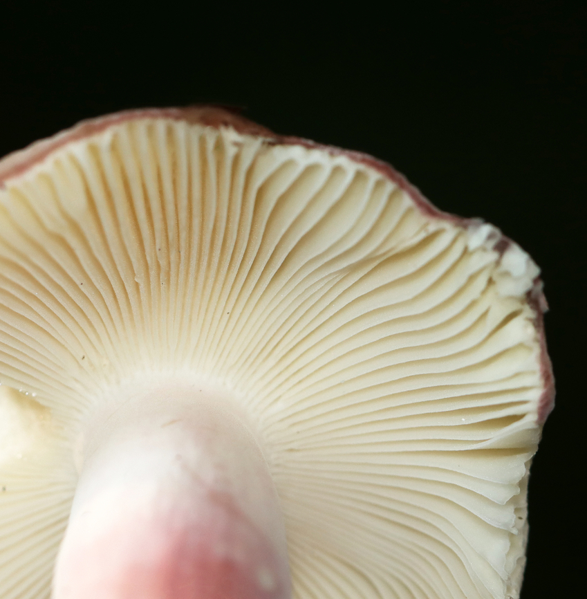 Purple-bloom Russula - Russula mariae Habitat: Deciduous forest<br />
<figure class="photo"><a href="https://www.jungledragon.com/image/132326/purple-bloom_russula_-_russula_mariae.html" title="Purple-bloom Russula - Russula mariae"><img src="https://s3.amazonaws.com/media.jungledragon.com/images/3232/132326_thumb.jpg?AWSAccessKeyId=05GMT0V3GWVNE7GGM1R2&Expires=1759968010&Signature=%2BYnUggVb1Io1fRD3ZRw7GxSXXe8%3D" width="112" height="152" alt="Purple-bloom Russula - Russula mariae The slugs seem to have enjoyed it...<br />
<br />
Habitat: Deciduous forest<br />
https://www.jungledragon.com/image/132325/purple-bloom_russula_-_russula_mariae.html Geotagged,Purple-bloom Russula,Russula,Russula mariae,Summer,United States,fungus,mushroom" /></a></figure> Geotagged,Purple-bloom Russula,Russula mariae,Summer,United States