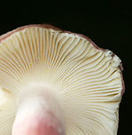 Purple-bloom Russula - Russula mariae Habitat: Deciduous forest<br />
https://www.jungledragon.com/image/132326/purple-bloom_russula_-_russula_mariae.html Geotagged,Purple-bloom Russula,Russula mariae,Summer,United States