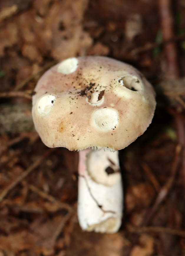 Purple-bloom Russula - Russula mariae The slugs seem to have enjoyed it...<br />
<br />
Habitat: Deciduous forest<br />
<figure class="photo"><a href="https://www.jungledragon.com/image/132325/purple-bloom_russula_-_russula_mariae.html" title="Purple-bloom Russula - Russula mariae"><img src="https://s3.amazonaws.com/media.jungledragon.com/images/3232/132325_thumb.jpg?AWSAccessKeyId=05GMT0V3GWVNE7GGM1R2&Expires=1759968010&Signature=6yOGqPOspxZwzANDw8icRTd59aA%3D" width="150" height="152" alt="Purple-bloom Russula - Russula mariae Habitat: Deciduous forest<br />
https://www.jungledragon.com/image/132326/purple-bloom_russula_-_russula_mariae.html Geotagged,Purple-bloom Russula,Russula mariae,Summer,United States" /></a></figure> Geotagged,Purple-bloom Russula,Russula,Russula mariae,Summer,United States,fungus,mushroom