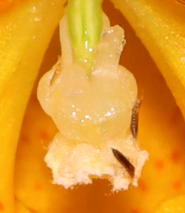 Thrips (Thysanoptera) on Jewelweed (Impatiens capensis) Possibly Echinothrips americanus.<br />
<br />
Habitat: Deciduous forest Geotagged,Summer,Thysanoptera,United States,impatiens,jewelweed,thrips