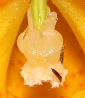 Thrips (Thysanoptera) on Jewelweed (Impatiens capensis) Possibly Echinothrips americanus.

Habitat: Deciduous forest Geotagged,Summer,Thysanoptera,United States,impatiens,jewelweed,thrips