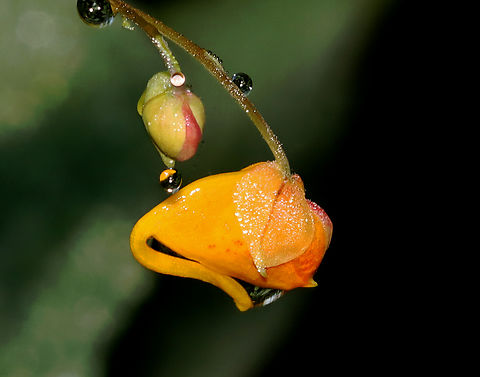 Orange Jewelweed - Impatiens capensis Habitat: Deciduous forest
https://www.jungledragon.com/image/132333/orange_jewelweed_-_impatiens_capensis.html Geotagged,Impatiens capensis,Orange jewelweed,Summer,United States,impatiens,jewelweed