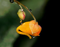 Orange Jewelweed - Impatiens capensis Habitat: Deciduous forest<br />
https://www.jungledragon.com/image/132333/orange_jewelweed_-_impatiens_capensis.html Geotagged,Impatiens capensis,Orange jewelweed,Summer,United States,impatiens,jewelweed