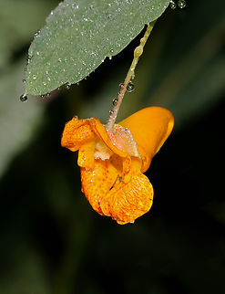 Orange Jewelweed - Impatiens capensis Habitat: Deciduous forest
https://www.jungledragon.com/image/132332/orange_jewelweed_-_impatiens_capensis.html Geotagged,Impatiens capensis,Orange jewelweed,Summer,United States