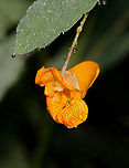 Orange Jewelweed - Impatiens capensis Habitat: Deciduous forest<br />
https://www.jungledragon.com/image/132332/orange_jewelweed_-_impatiens_capensis.html Geotagged,Impatiens capensis,Orange jewelweed,Summer,United States