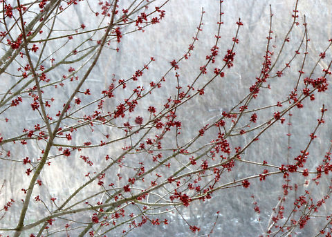 Spring Snow It's spring, yet it's 25 F (-4 C) and snowing hard. This is a maple tree in my yard blooming against the contrast of the snow. Sorry for the blur, but it was hard to focus through the snow.

Habitat: Rural yard Acer rubrum,Geotagged,Red Maple,Spring,United States,maple,maple flowers,snow