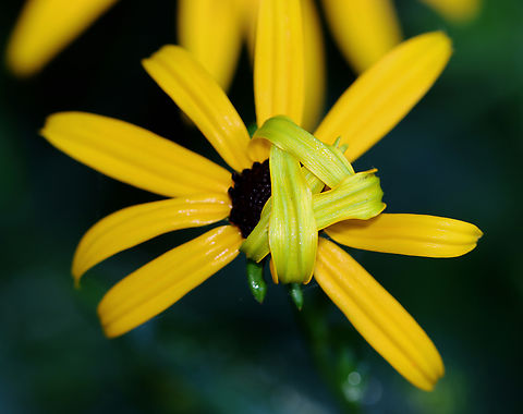 Folded Petal Shelter I wonder who made this shelter on the flower. I didn't pry it open/peak into it for fear of ruining it. But, I think maybe a spider made it.

Habitat: Garden Black-eyed Susan,Geotagged,Rudbeckia hirta,Summer,United States