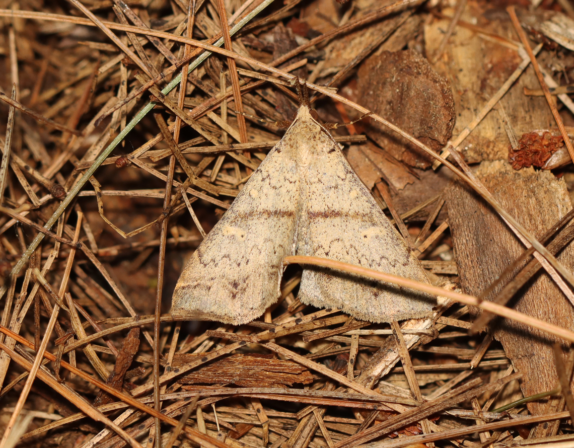 Discolored Renia Moth - Renia discoloralis *Species is tentative<br />
<br />
Habitat: Mixed forest Discolored Renia Moth,Geotagged,Renia,Renia discoloralis,Summer,United States,moth