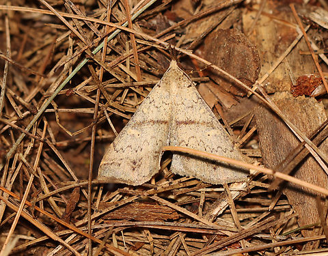 Discolored Renia Moth - Renia discoloralis *Species is tentative

Habitat: Mixed forest Discolored Renia Moth,Geotagged,Renia,Renia discoloralis,Summer,United States,moth