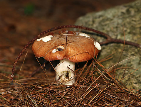 Suillus weaverae Habitat: Growing under pine; Mixed forest
https://www.jungledragon.com/image/132491/suillus_weaverae.html
https://www.jungledragon.com/image/132493/suillus_weaverae.html
https://www.jungledragon.com/image/132492/suillus_weaverae.html Geotagged,Suillus,Suillus weaverae,Summer,United States,bolete,fungus,mushroom