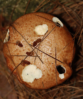 Suillus weaverae The holes are from slugs.

Habitat: Growing under pine; Mixed forest
https://www.jungledragon.com/image/132491/suillus_weaverae.html
https://www.jungledragon.com/image/132493/suillus_weaverae.html
https://www.jungledragon.com/image/132492/suillus_weaverae.html Geotagged,Suillus weaverae,Summer,United States
