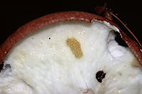 Suillus weaverae This is the pore surface, which had been almost completely eaten by slugs.<br />
<br />
Habitat: Growing under pine; Mixed forest<br />
https://www.jungledragon.com/image/132491/suillus_weaverae.html<br />
https://www.jungledragon.com/image/132493/suillus_weaverae.html<br />
https://www.jungledragon.com/image/132492/suillus_weaverae.html Geotagged,Suillus weaverae,Summer,United States