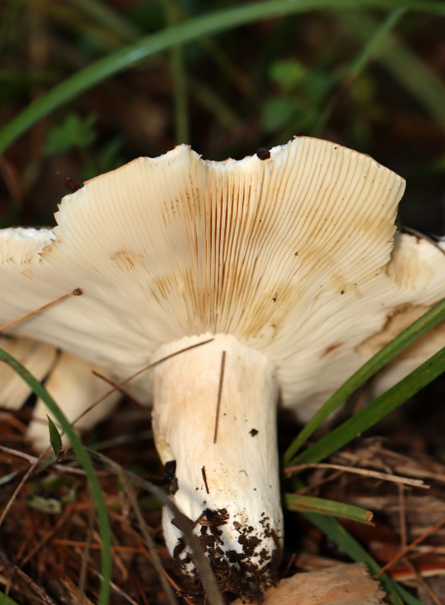 Mushroom - Russula compacta Habitat: Growing on the ground under pine; near the edge of a meadow<br />
<figure class="photo"><a href="https://www.jungledragon.com/image/132495/mushroom_-_russula_compacta.html" title="Mushroom - Russula compacta"><img src="https://s3.amazonaws.com/media.jungledragon.com/images/3232/132495_thumb.jpg?AWSAccessKeyId=05GMT0V3GWVNE7GGM1R2&Expires=1759968010&Signature=5WoTBFUG7FElv8ToHzzI8XJVzPs%3D" width="200" height="168" alt="Mushroom - Russula compacta Habitat: Growing on the ground under pine; near the edge of a meadow<br />
https://www.jungledragon.com/image/132494/mushroom_-_russula_sp.html Geotagged,Russula,Russula compacta,Summer,United States,fungus,mushroom" /></a></figure> Geotagged,Russula compacta,Summer,United States