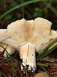 Mushroom - Russula compacta Habitat: Growing on the ground under pine; near the edge of a meadow<br />
https://www.jungledragon.com/image/132495/mushroom_-_russula_sp.html Geotagged,Russula compacta,Summer,United States
