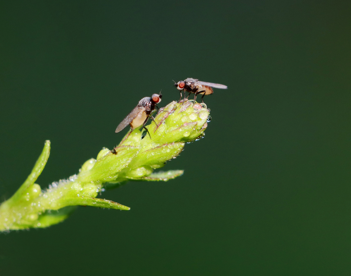 Flies - Family Chloropidae, Apallates sp. It looked like they were gossiping, but I didn&#039;t get close enough to listen.<br />
<br />
I&#039;m unsure of the ID at this point.<br />
<br />
Habitat: Meadow Apallates,Chloropidae,Geotagged,Summer,United States,diptera,fly
