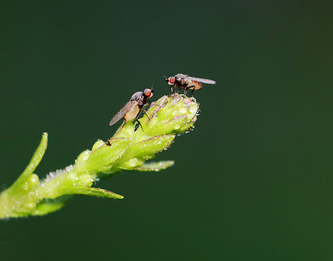 Flies - Family Chloropidae, Apallates sp. It looked like they were gossiping, but I didn't get close enough to listen.

I'm unsure of the ID at this point.

Habitat: Meadow Apallates,Chloropidae,Geotagged,Summer,United States,diptera,fly