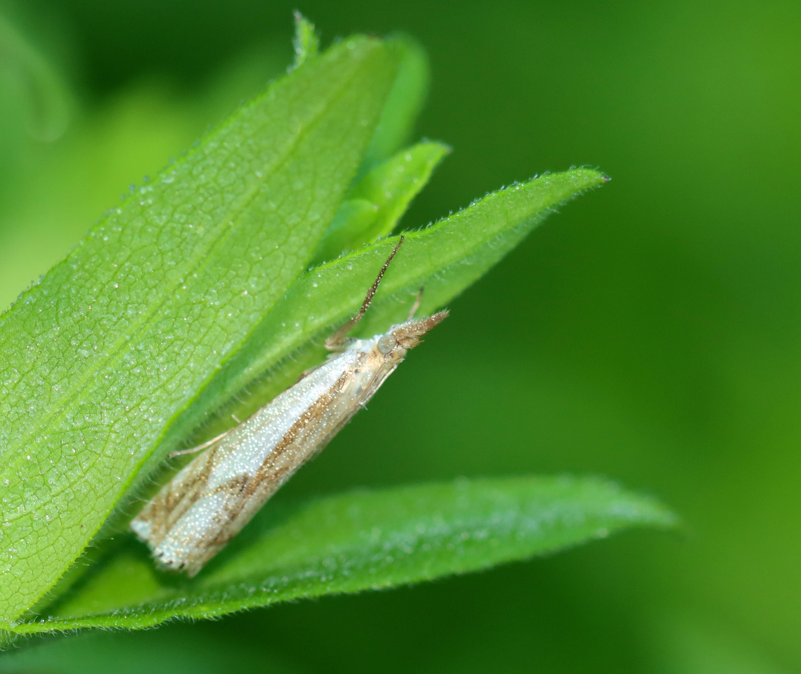 Double-banded Grass Veneer - Crambus agitatellus Resting on a leaf in the morning.<br />
<br />
Habitat: Meadow Crambus,Crambus agitatellus,Double-banded grass-veneer moth,Geotagged,Summer,United States,grass veneer,moth