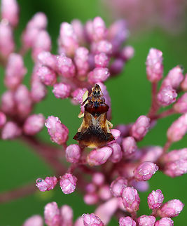 Pennsylvania Ambush Bug (Phymata pennsylvanica)? *Tentative species ID; It's definitely Phymata sp., but is it Phymata pennsylvanica or Phymata fasciata?

Habitat: Meadow Ambush bug,Geotagged,Pennsylvania Ambush Bug,Phymata pennsylvanica,Summer,United States,phymata