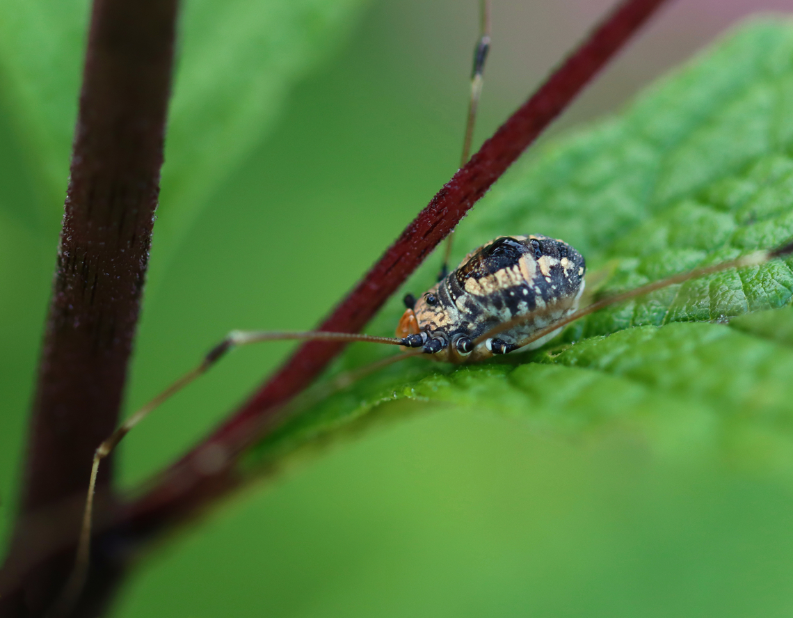 Harvestman - Leiobunum vittatum Habitat: Meadow Geotagged,Leiobunum,Leiobunum vittatum,Summer,United States,harvestman