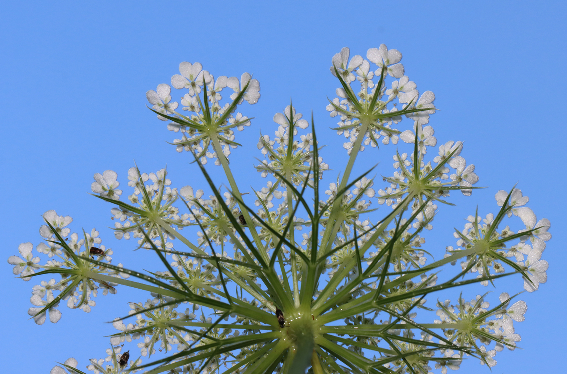 Wild Carrot - Daucus carota As seen from below. Note the tumbling flower beetle (Family Mordellidae) photobombers.<br />
<br />
Habitat: Meadow Daucus,Daucus carota,Geotagged,Summer,United States,Wild carrot,bird's nest