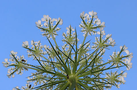 Wild Carrot - Daucus carota As seen from below. Note the tumbling flower beetle (Family Mordellidae) photobombers.

Habitat: Meadow Daucus,Daucus carota,Geotagged,Summer,United States,Wild carrot,bird's nest