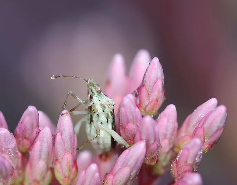 Scentless Plant Bug - Harmostes fraterculus Habitat: Garden/meadow Geotagged,Harmostes fraterculus,Rhopalidae,Summer,United States,bug,harmostes,plant bug