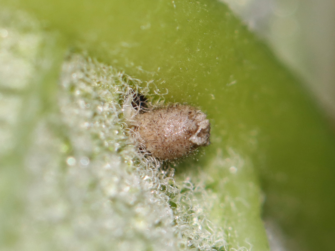 Egg/Larva/Pupa/Gall/Parasitized Insect?? I&#039;m not sure what this is yet. It was attached to a milkweed leaf near the midrib.<br />
<br />
Habitat: Meadow Asclepias,Geotagged,Summer,United States,insect,milkweed