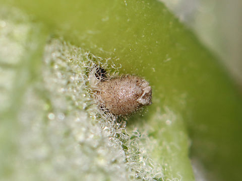Egg/Larva/Pupa/Gall/Parasitized Insect?? I'm not sure what this is yet. It was attached to a milkweed leaf near the midrib.

Habitat: Meadow Asclepias,Geotagged,Summer,United States,insect,milkweed